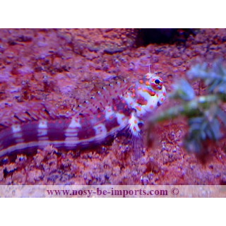 Blenniella chrysospilos