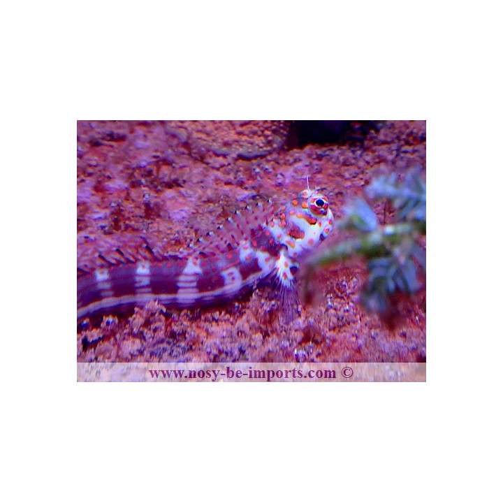 Blenniella chrysospilos