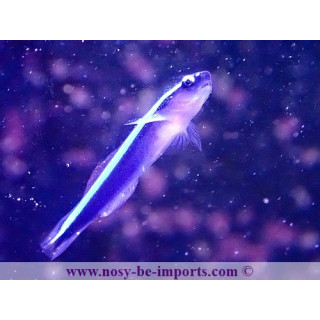 Gobiosoma oceanops - Elacatinus oceanops