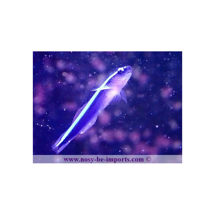 Gobiosoma oceanops - Elacatinus oceanops