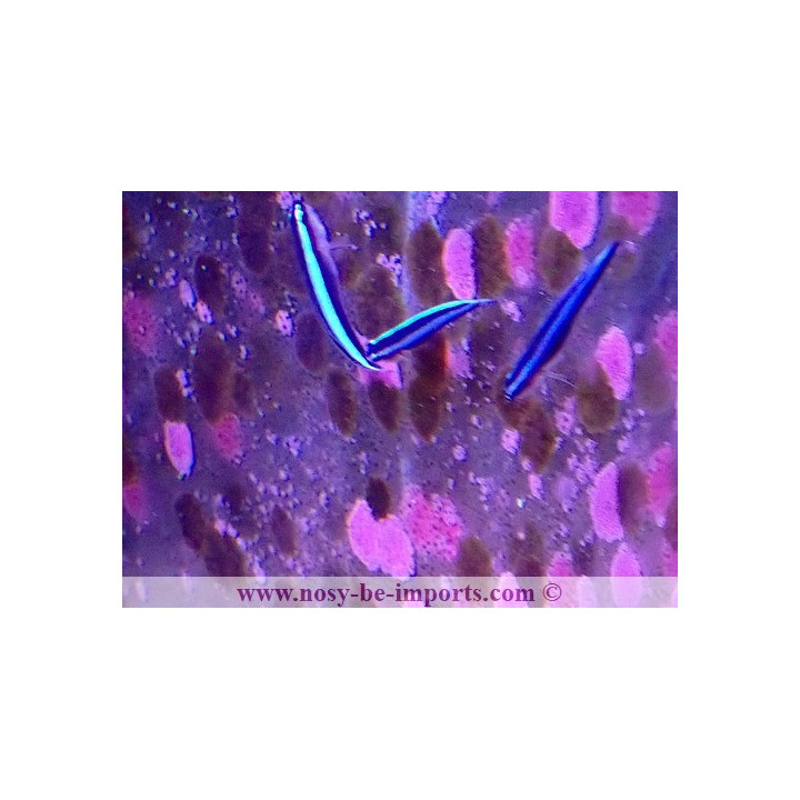 Gobiosoma oceanops - Elacatinus oceanops