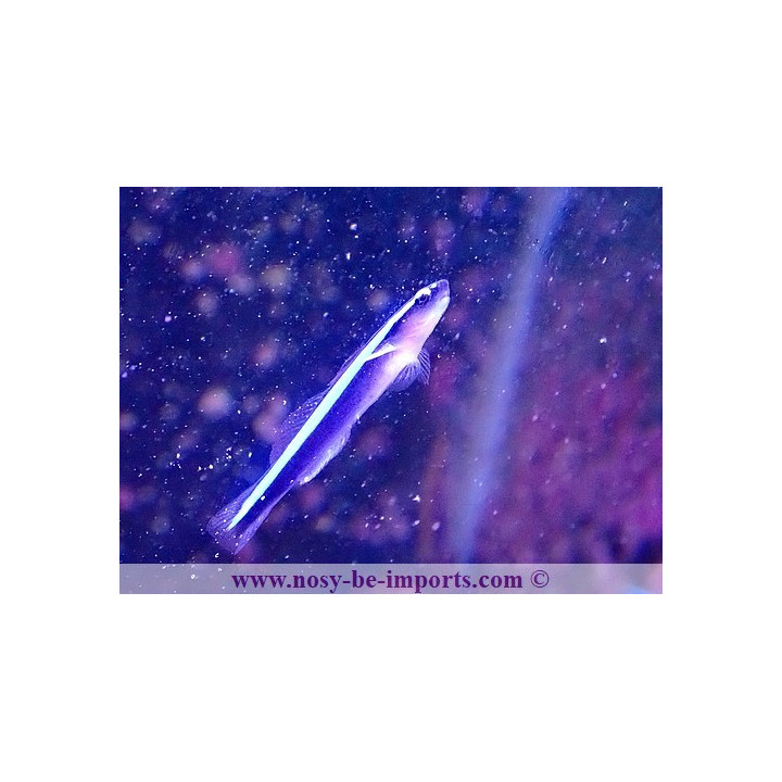 Gobiosoma oceanops - Elacatinus oceanops