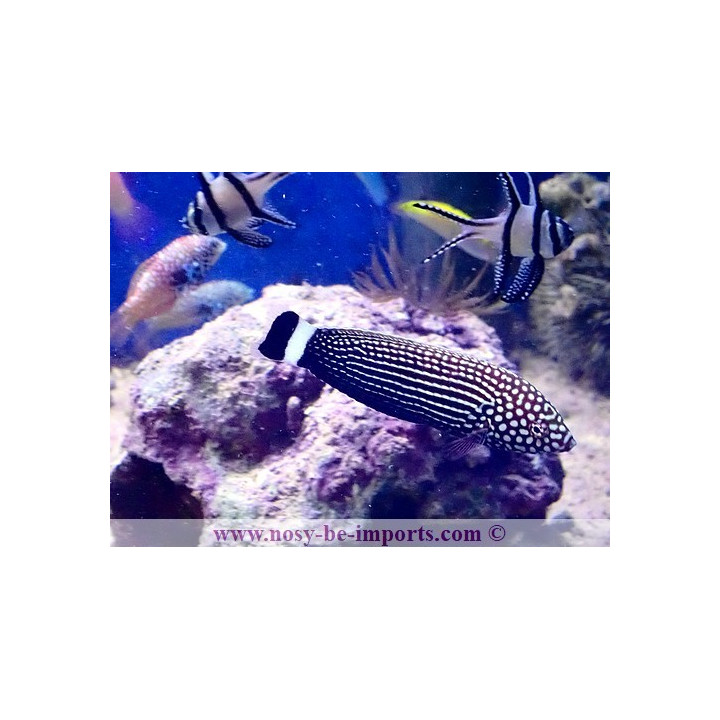 Anampses lineatus