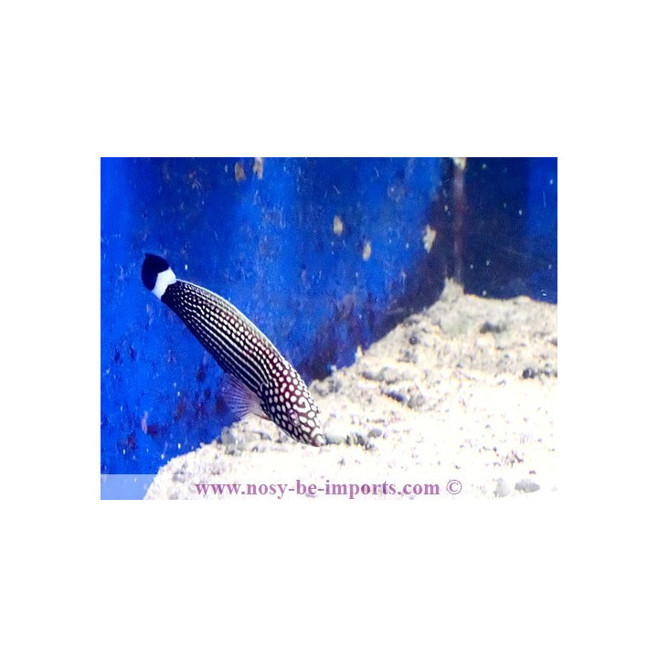 Anampses lineatus
