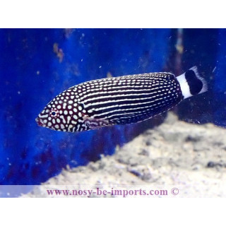 Anampses lineatus