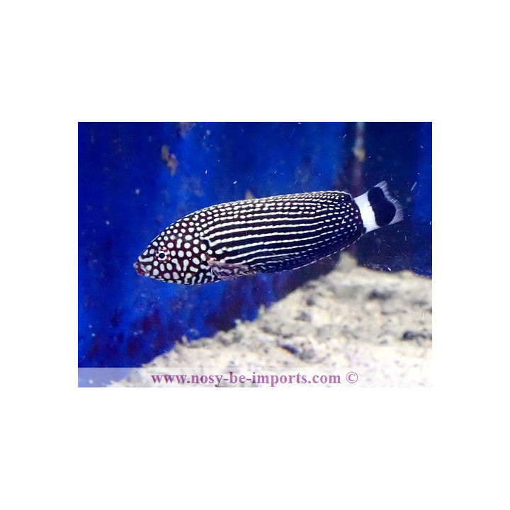 Anampses lineatus