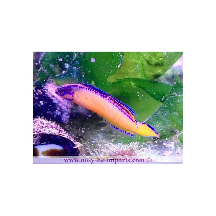 Pseudochromis aldabraensis