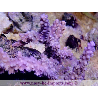 Acropora horrida violet