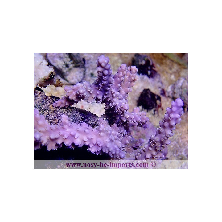 Acropora horrida violet