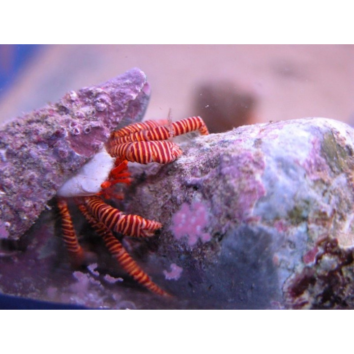 Trizopagurus strigatus