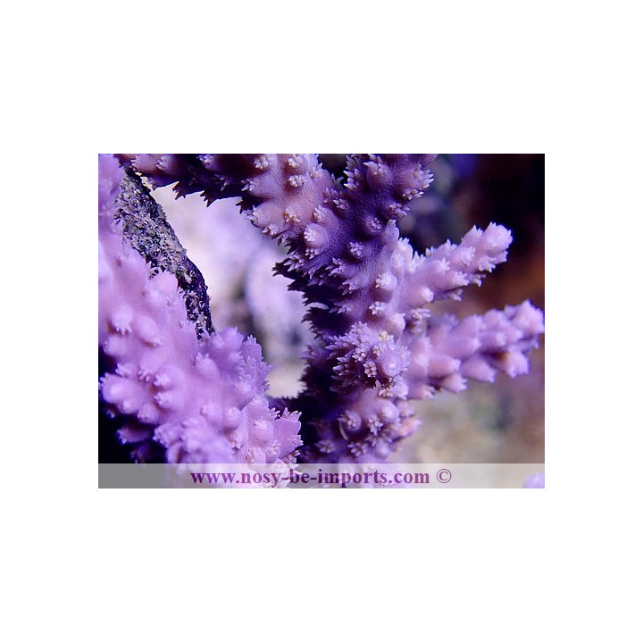 Acropora horrida violet