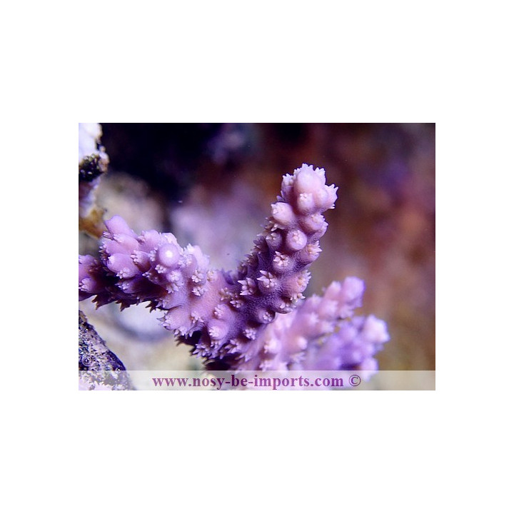 Acropora horrida violet