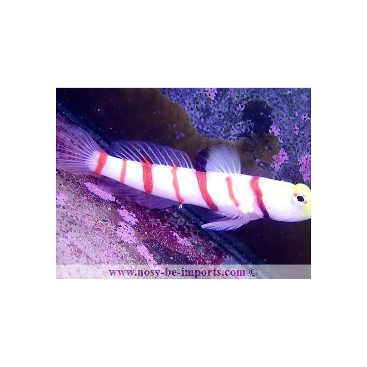 Stonogobiops dracula