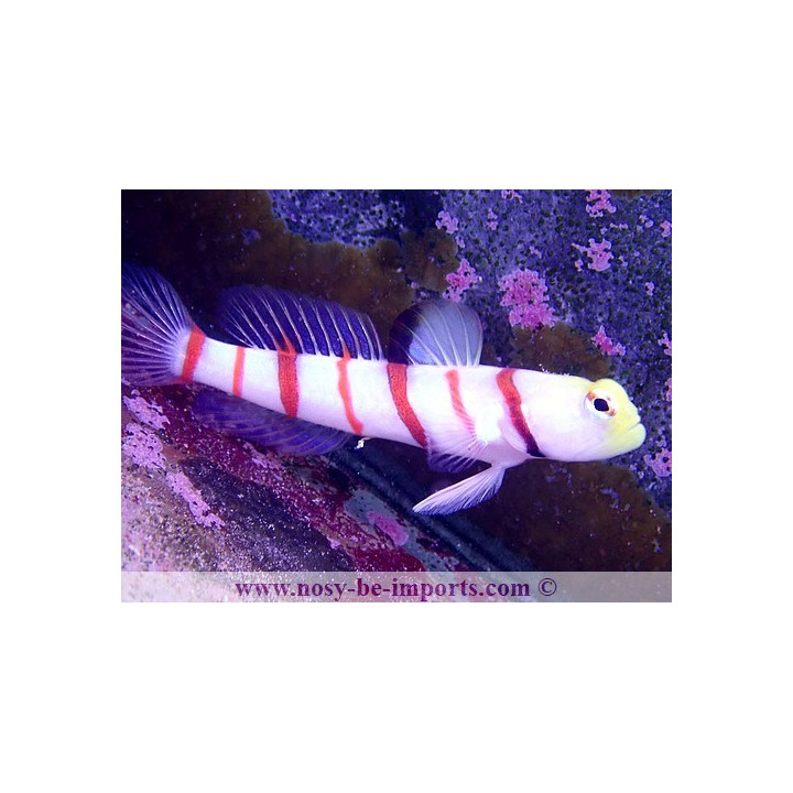 Stonogobiops dracula
