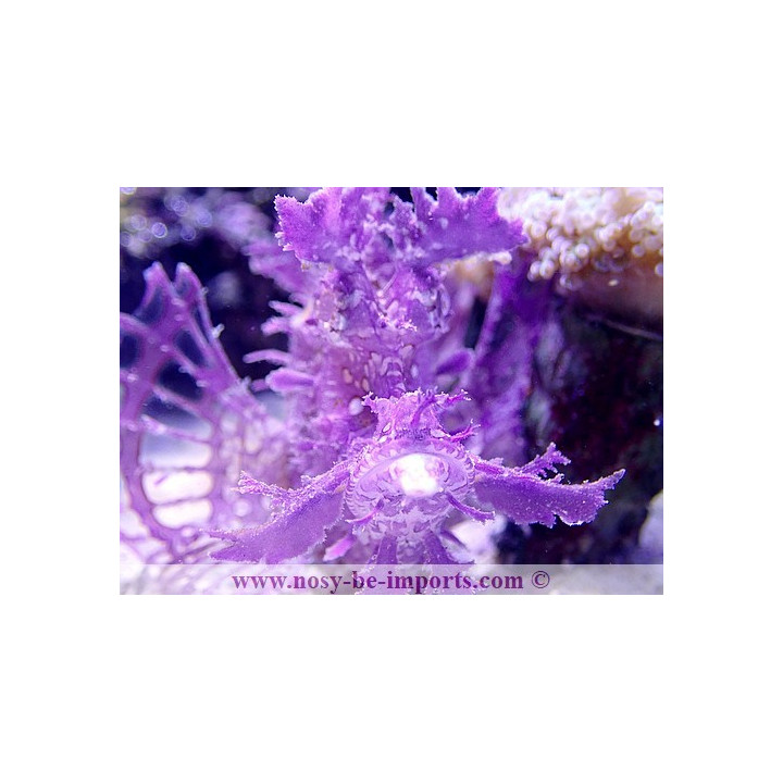 Rhinopias frondosa