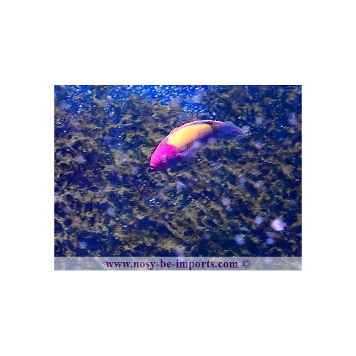 Cirrhilabrus aurantidorsalis