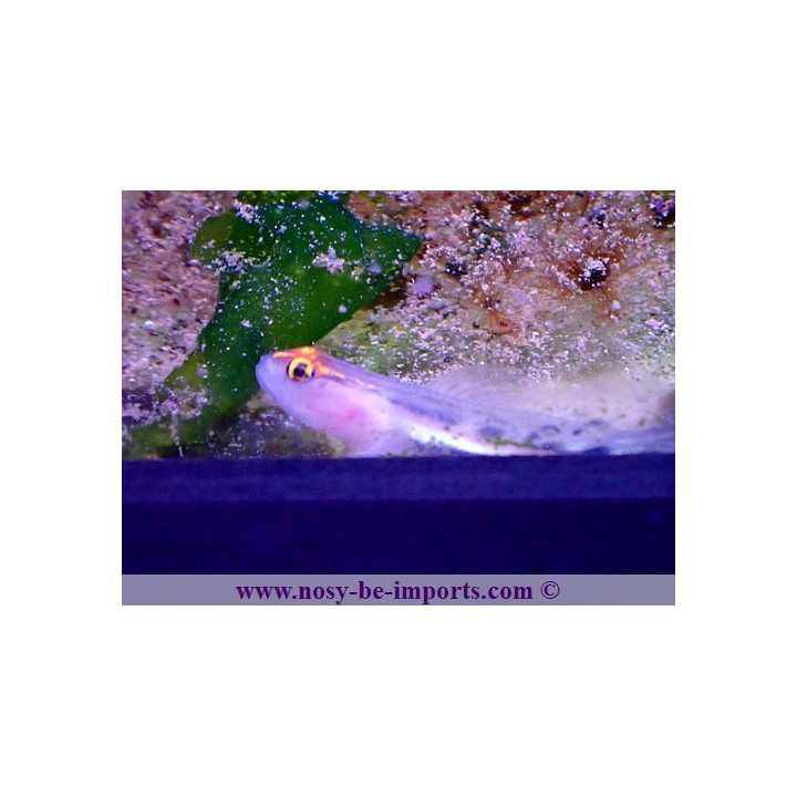 Gobiosoma puncticulatus - Elacatinus puncticulatus
