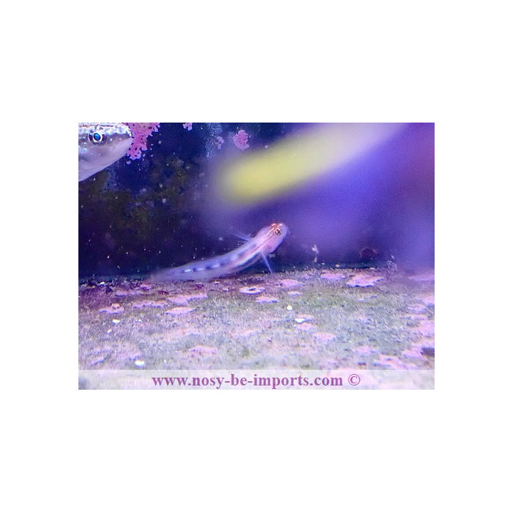 Gobiosoma puncticulatus - Elacatinus puncticulatus