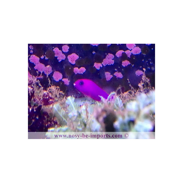 Pseudochromis porphyreus