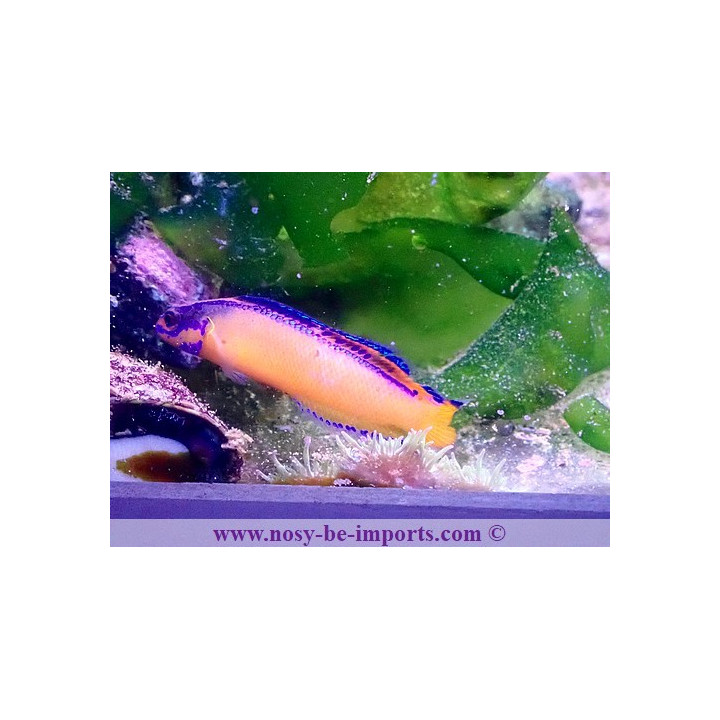 Pseudochromis aldabraensis