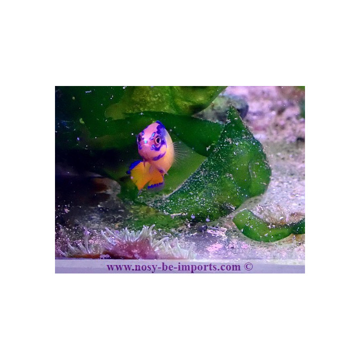 Pseudochromis aldabraensis