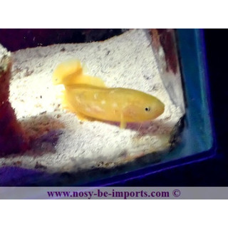 Diancistrus fuscus
