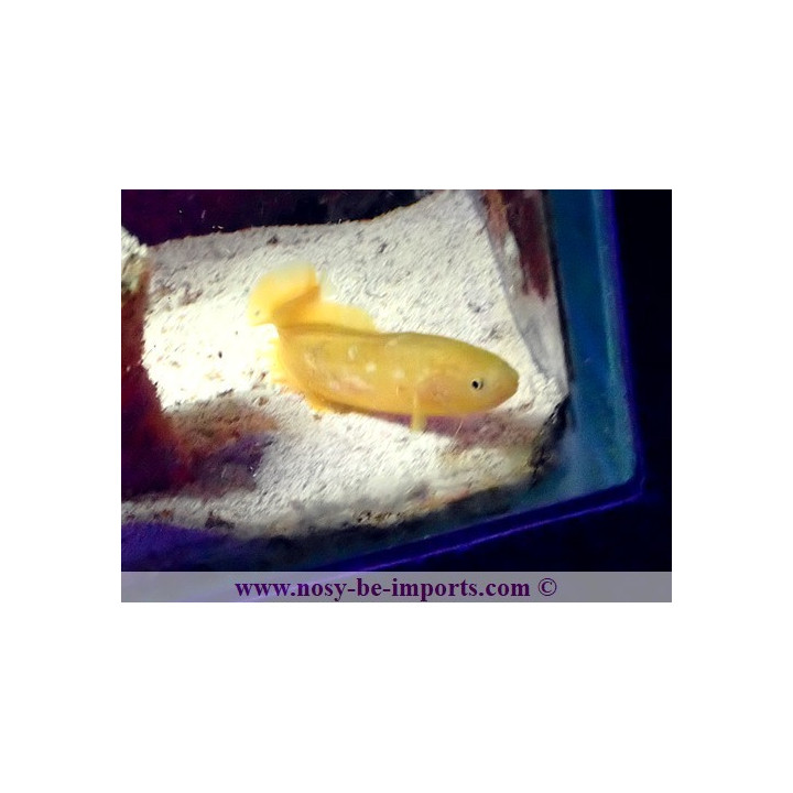 Diancistrus fuscus