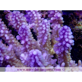 Acropora cerealis violet XL WYSIWYG
