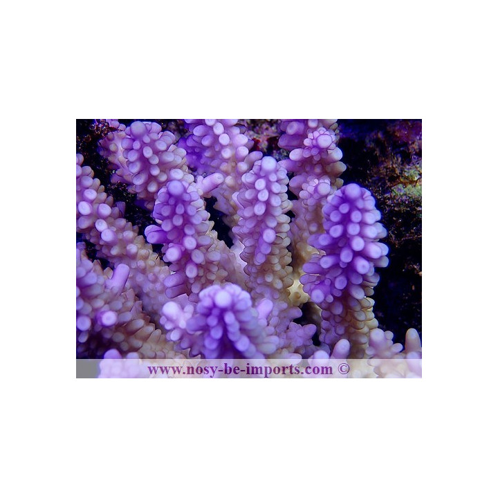 Acropora cerealis violet XL WYSIWYG