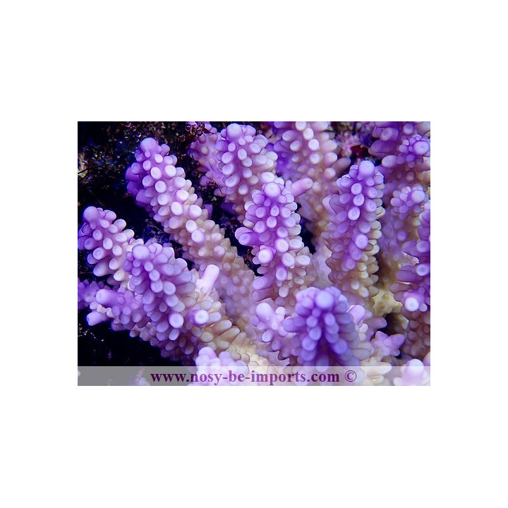 Acropora cerealis violet XL WYSIWYG