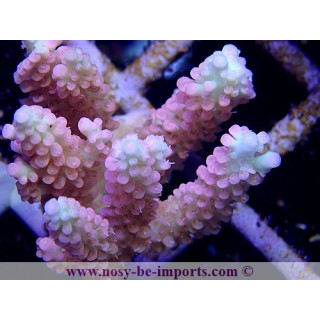 Acropora microclados SS S WYSIWYG