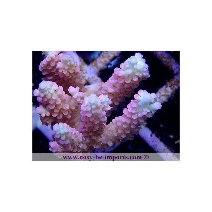Acropora microclados SS S WYSIWYG
