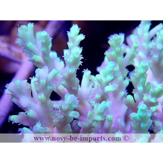 Acropora aculeus XL WYSIWYG