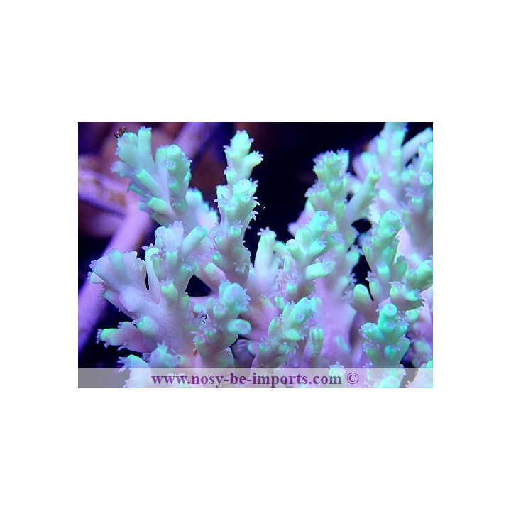 Acropora aculeus XL WYSIWYG