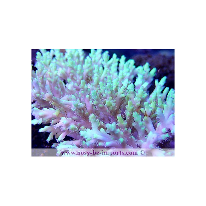 Acropora aculeus XL WYSIWYG