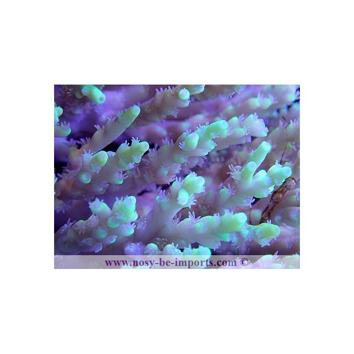 Acropora aculeus XL WYSIWYG