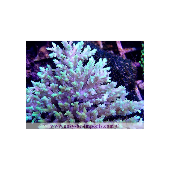 Acropora aculeus XL WYSIWYG