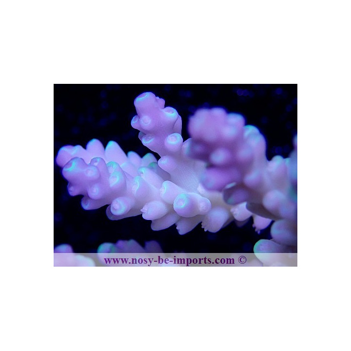 Acropora sp. tricolor WYSIWYG