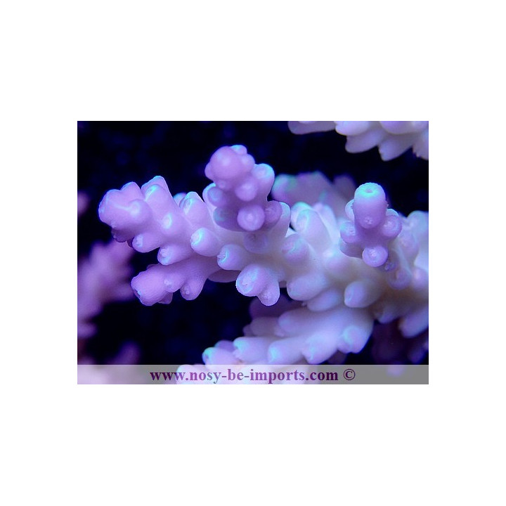 Acropora sp. tricolor WYSIWYG