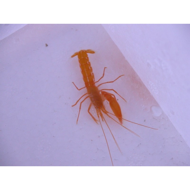 Alpheus sp.