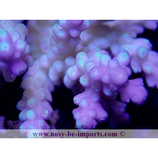 Acropora sp. tricolor WYSIWYG