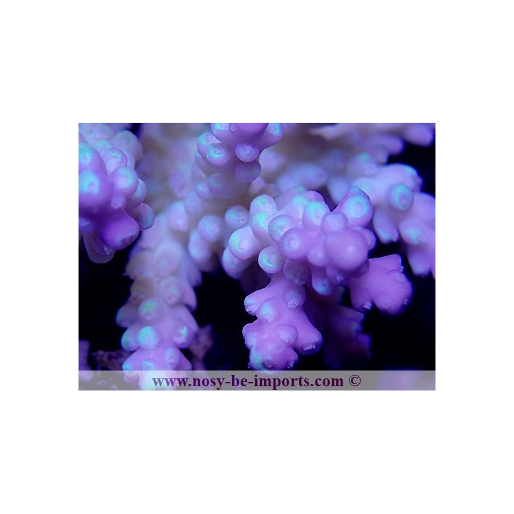 Acropora sp. tricolor WYSIWYG