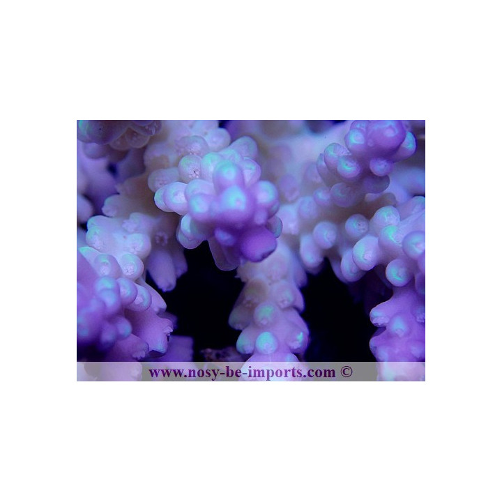 Acropora sp. tricolor WYSIWYG