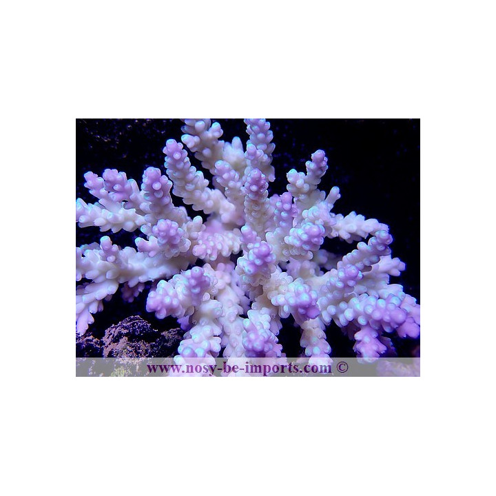 Acropora sp. tricolor WYSIWYG