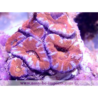 Acanthastrea Lordhowensis WYSIWYG