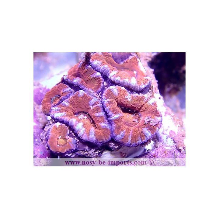 Acanthastrea Lordhowensis WYSIWYG