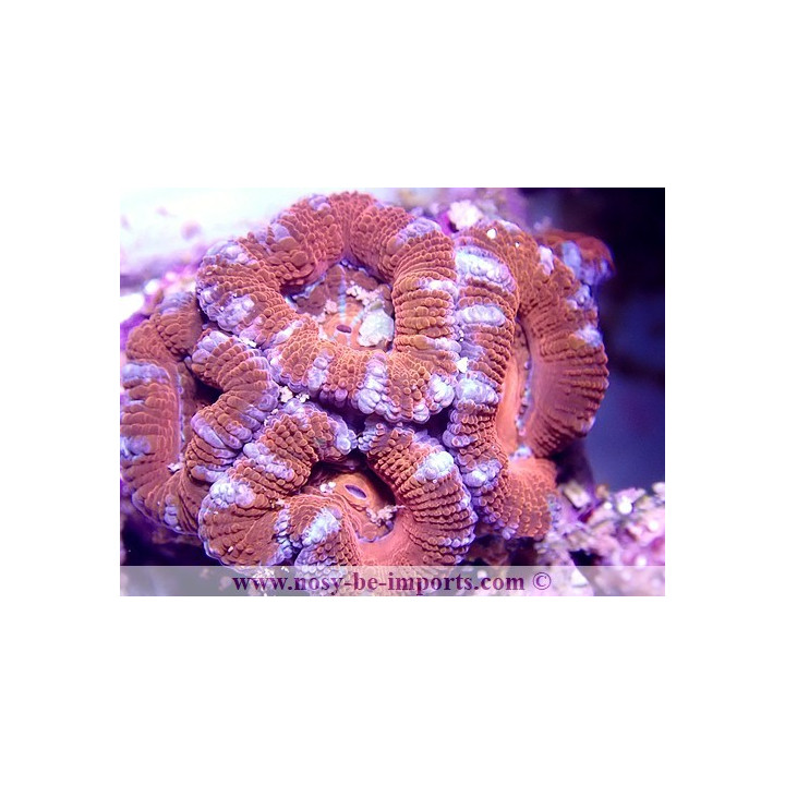 Acanthastrea Lordhowensis WYSIWYG