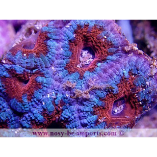 Acanthastrea lordhowensis WYSIWYG