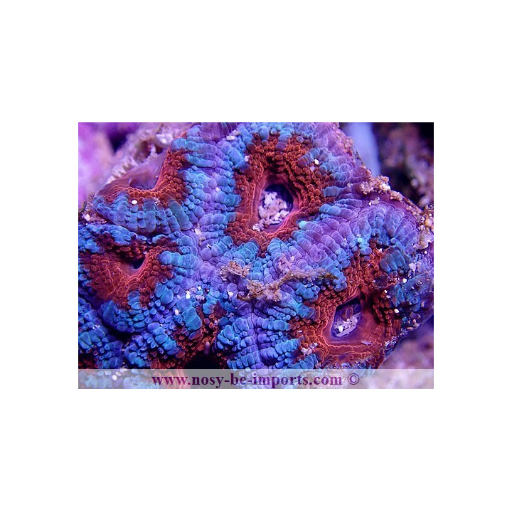 Acanthastrea lordhowensis WYSIWYG