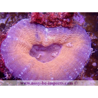 Lobophyllia corymbosa WYSIWYG